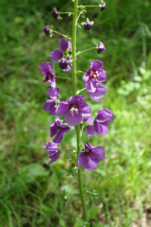 Изображение особи Verbascum phoeniceum.