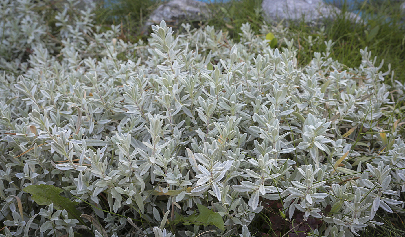 Изображение особи Cerastium tomentosum.