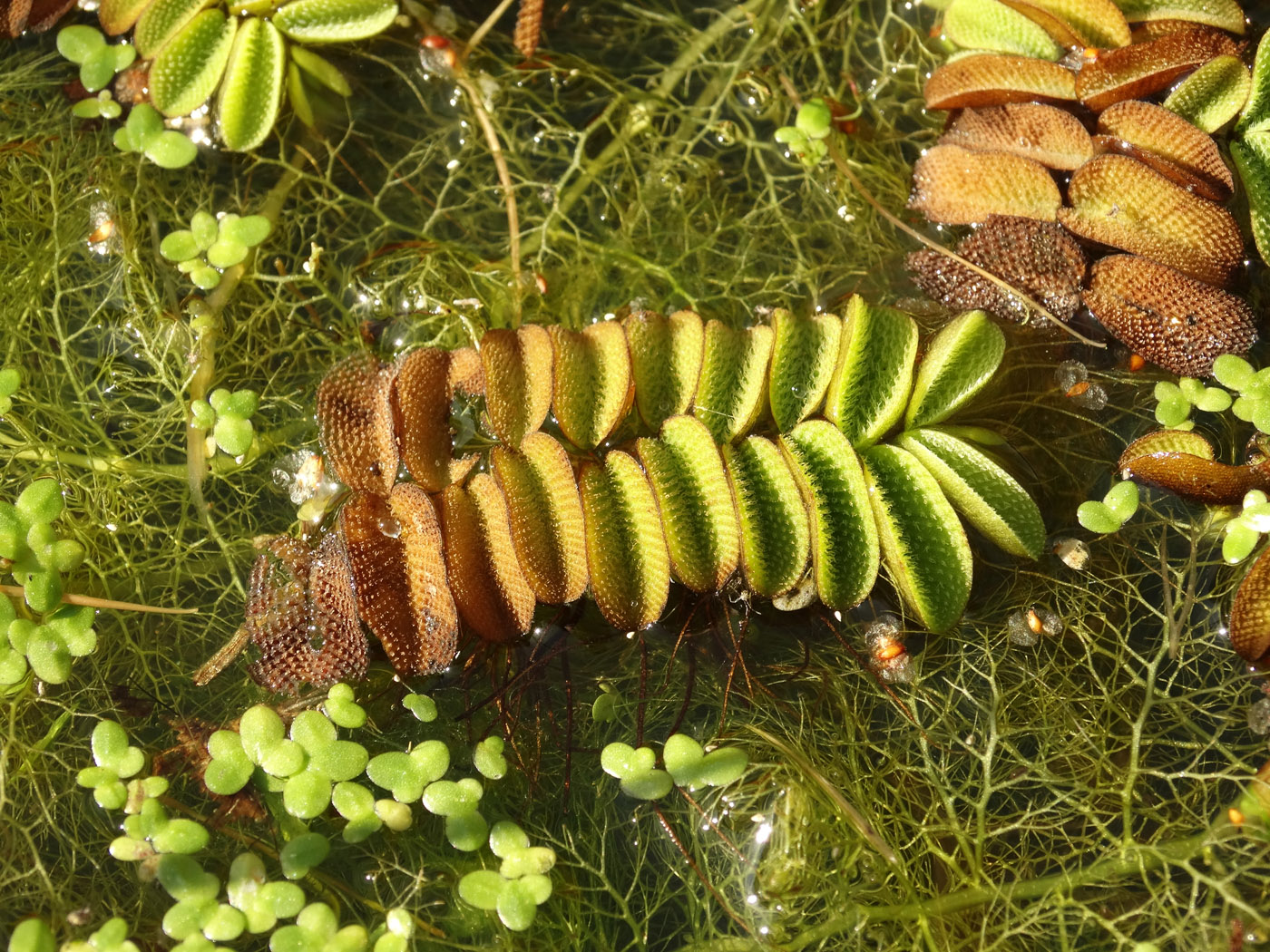 Image of Salvinia natans specimen.