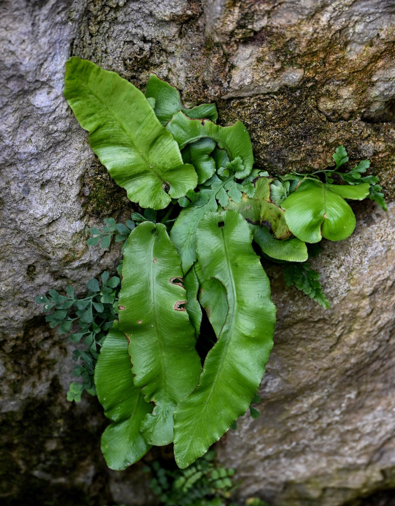 Изображение особи Phyllitis scolopendrium.