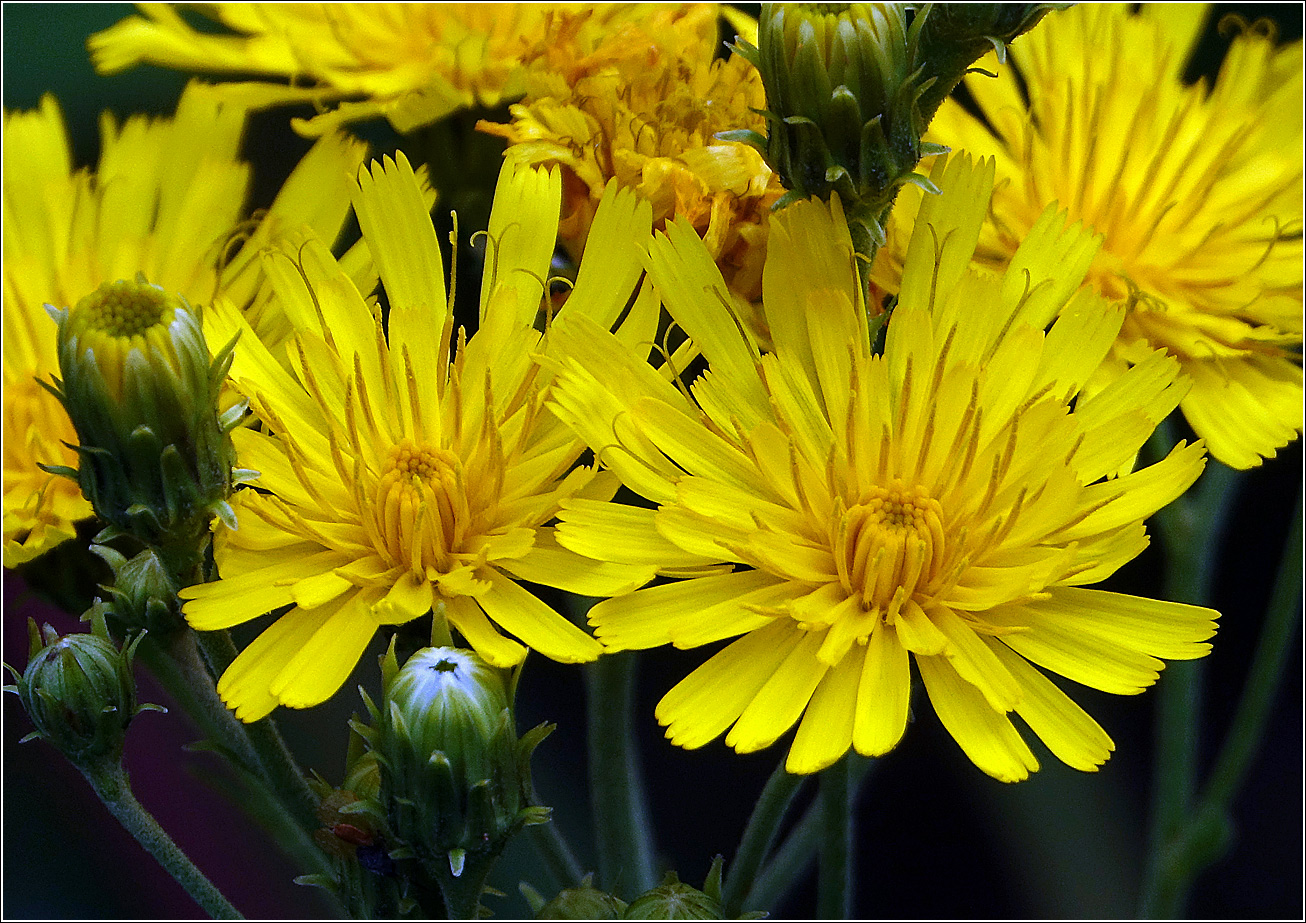 Изображение особи Hieracium umbellatum.