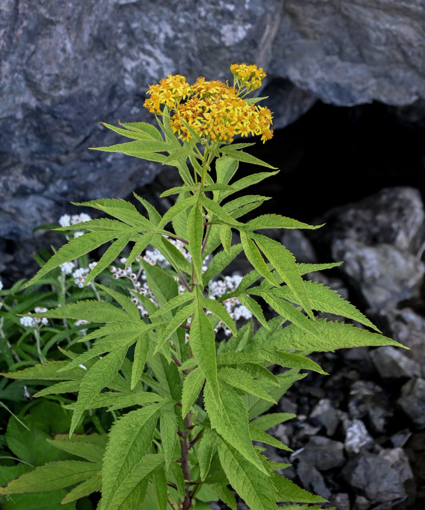 Image of Senecio cannabifolius specimen.