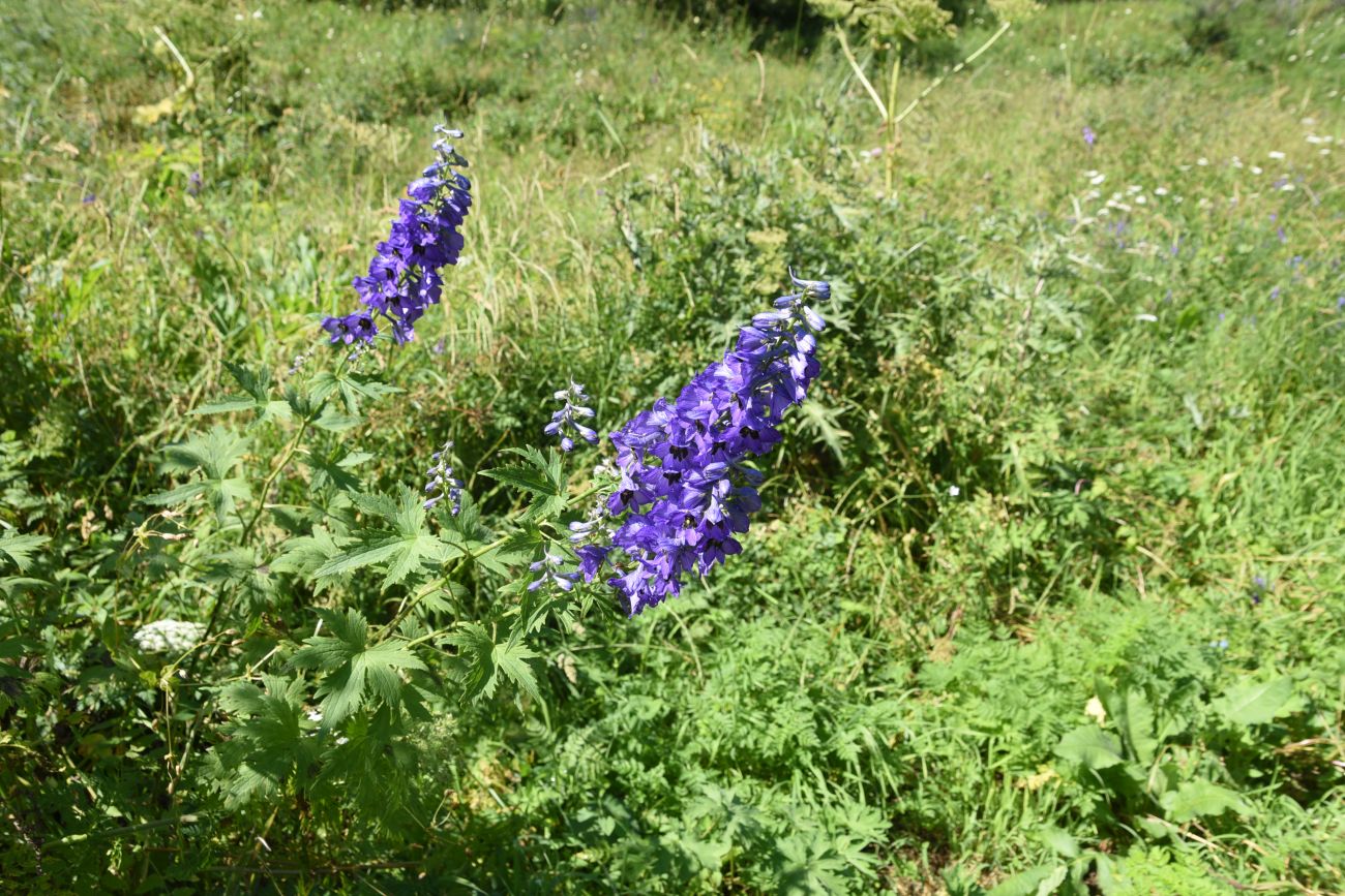 Изображение особи род Delphinium.