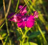 genus Dianthus. Цветок. Пермский край, Кунгурский р-н, Комсомольское сельское поселение, окр. дер. Комарово, разнотравно-злаковый луг на склоне Шлюпинского Камня. 13 августа 2023 г.