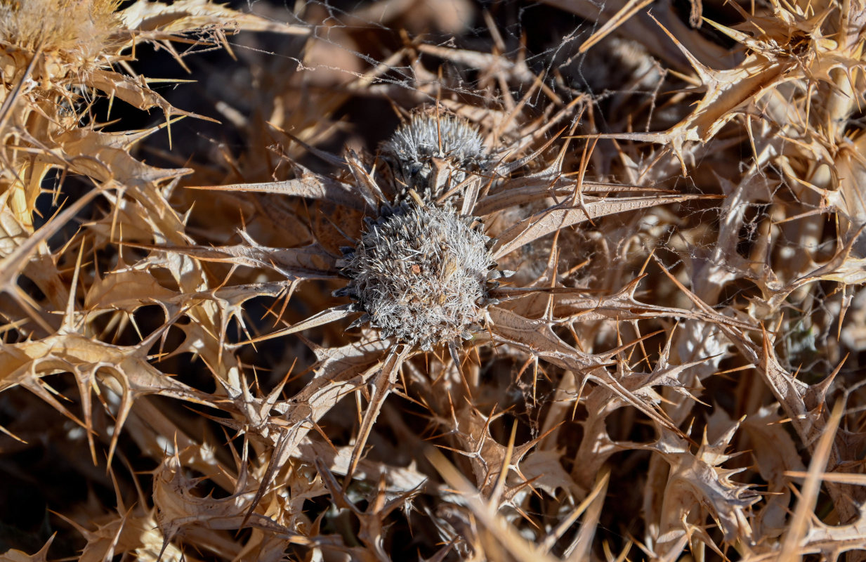 Изображение особи Carlina brachylepis.