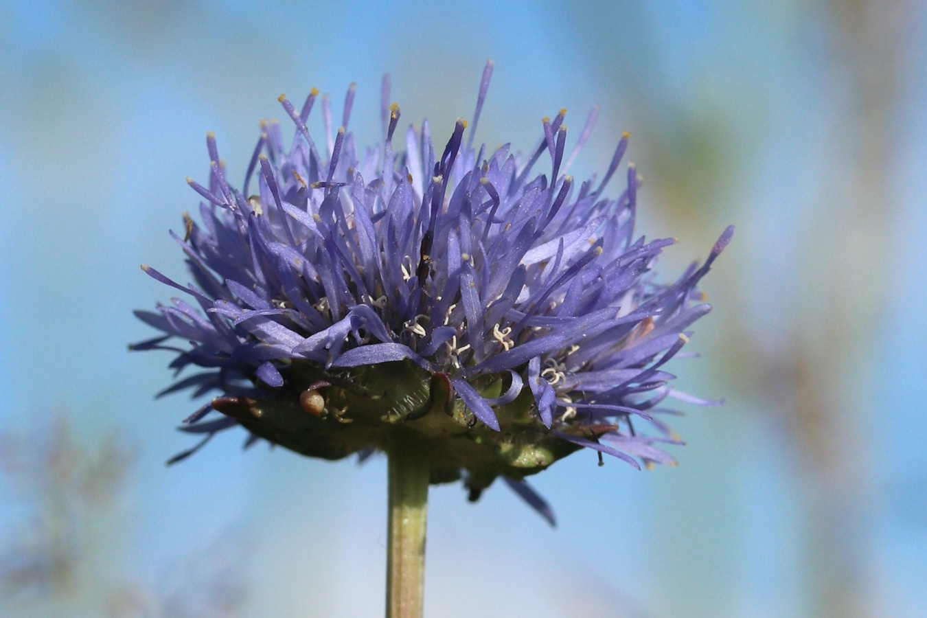 Image of Jasione montana specimen.