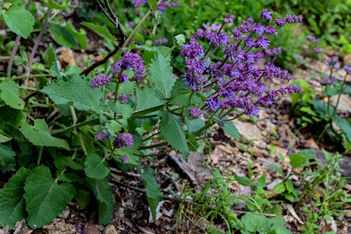 Salvia verticillata - Изображение особи - Плантариум