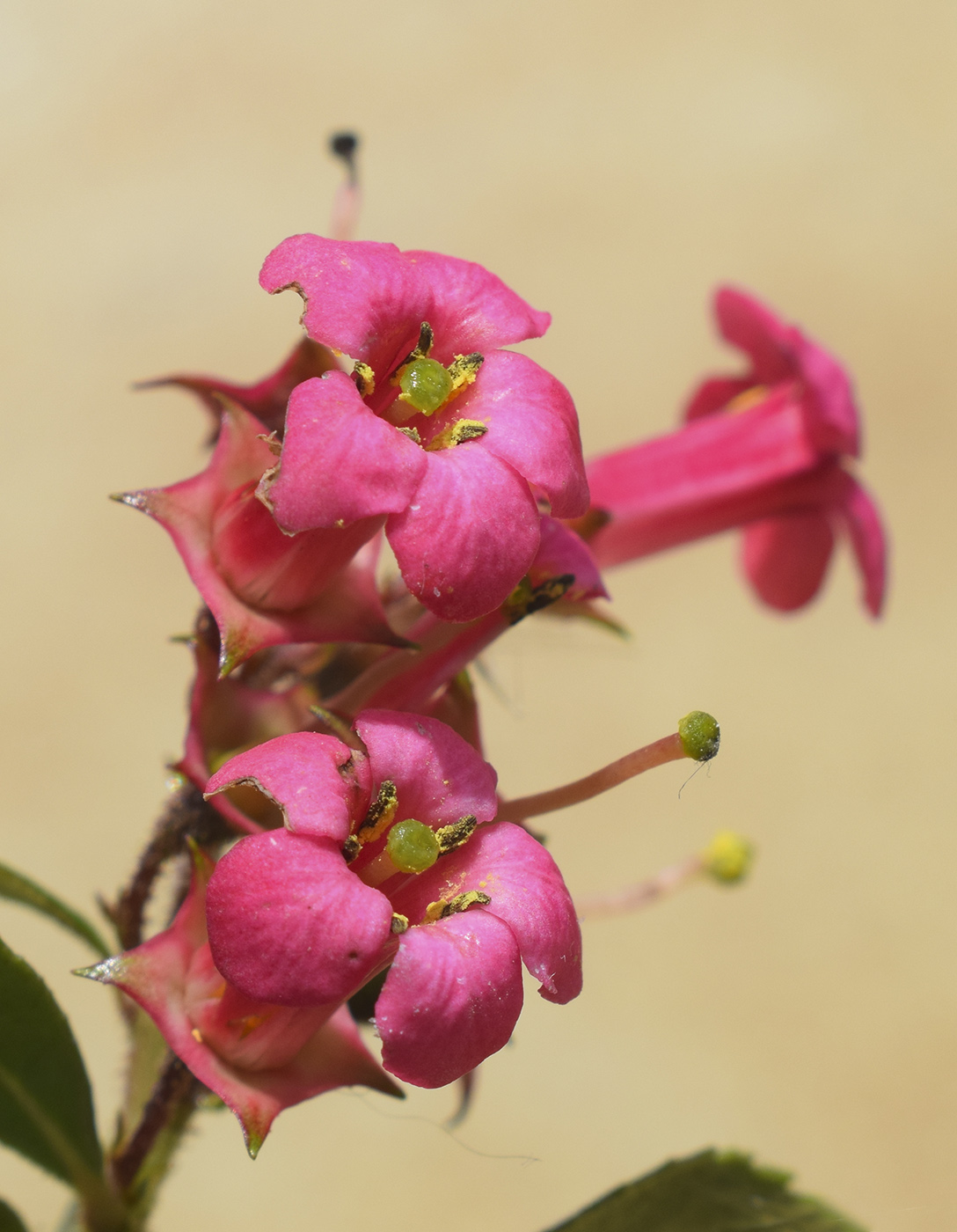 Изображение особи Escallonia rubra.