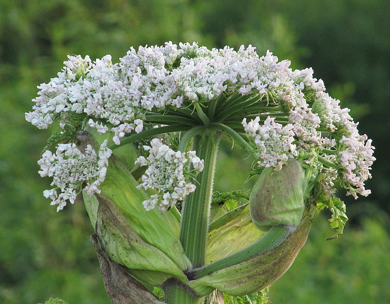 Image of Heracleum sosnowskyi specimen.