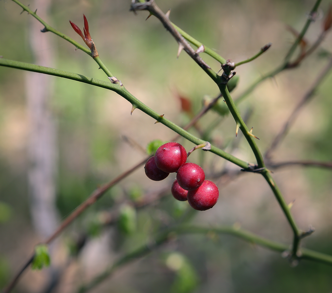 Image of Smilax excelsa specimen.