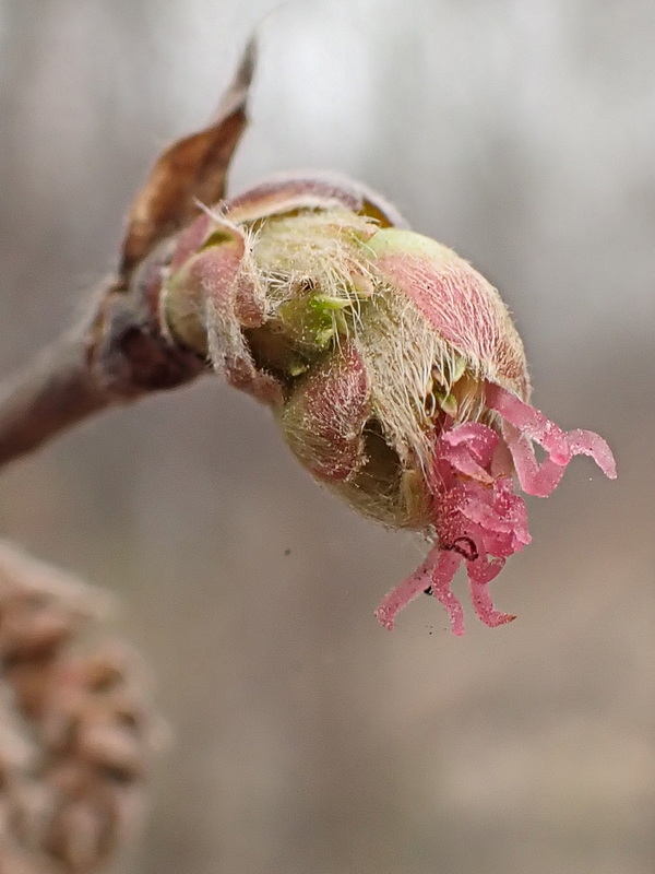 Image of Corylus mandshurica specimen.