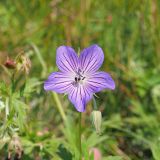 Geranium collinum