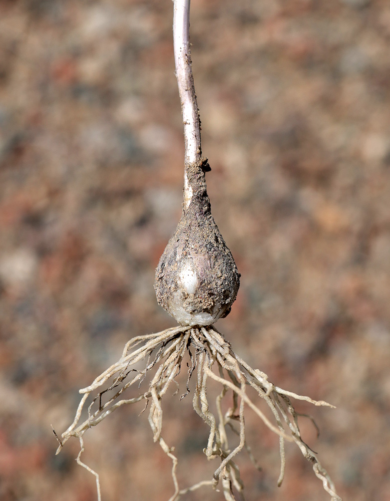 Image of Allium caricifolium specimen.