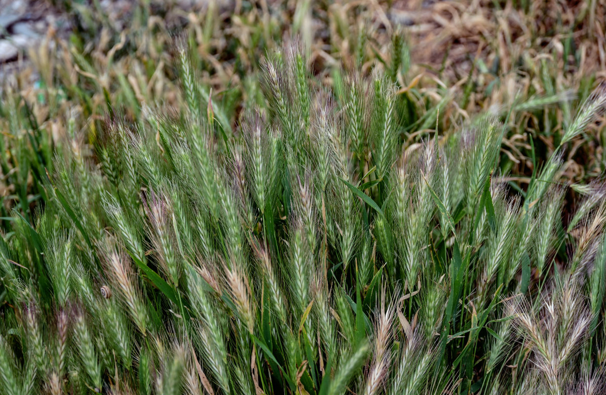 Изображение особи Hordeum murinum.