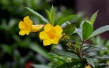 Allamanda schottii