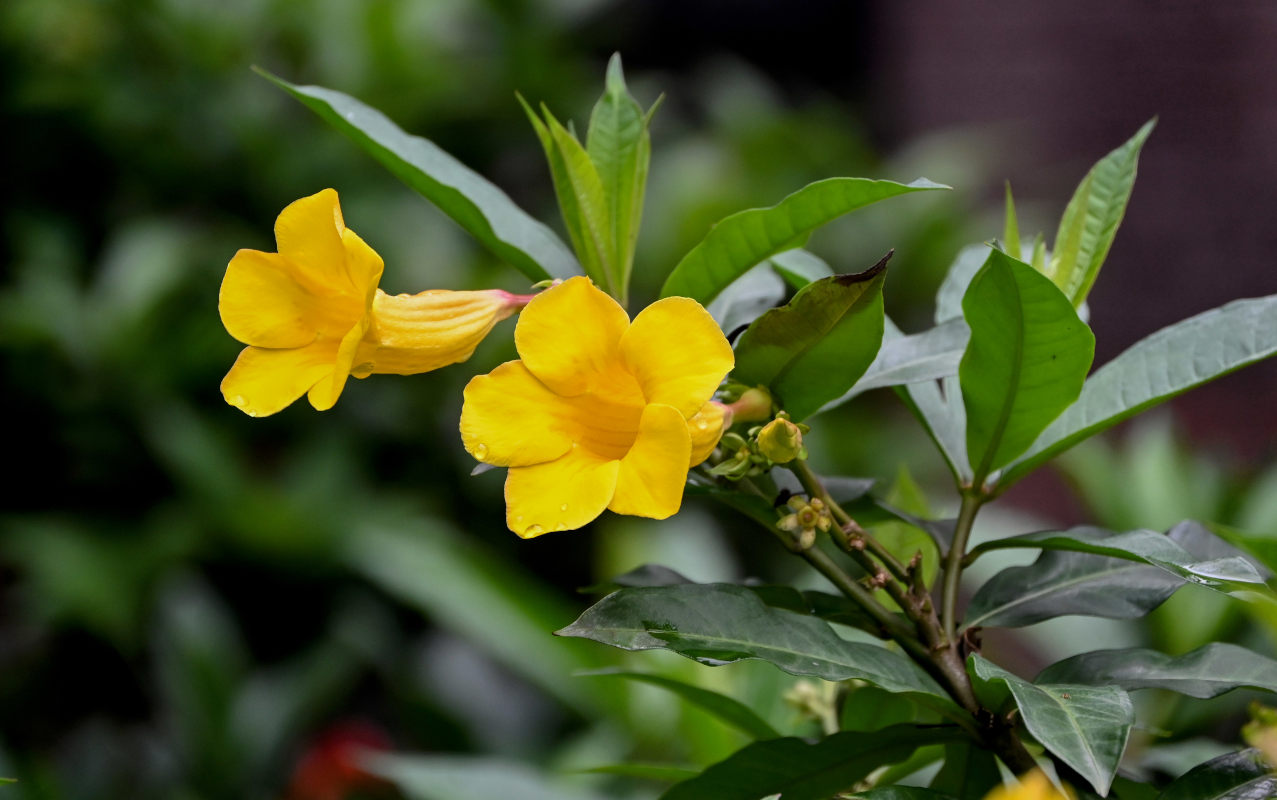 Изображение особи Allamanda schottii.