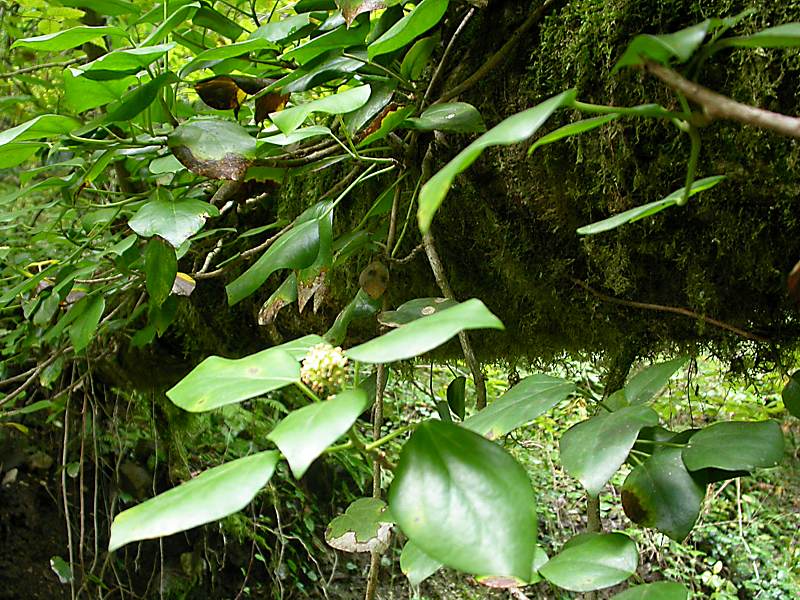 Image of Hedera colchica specimen.