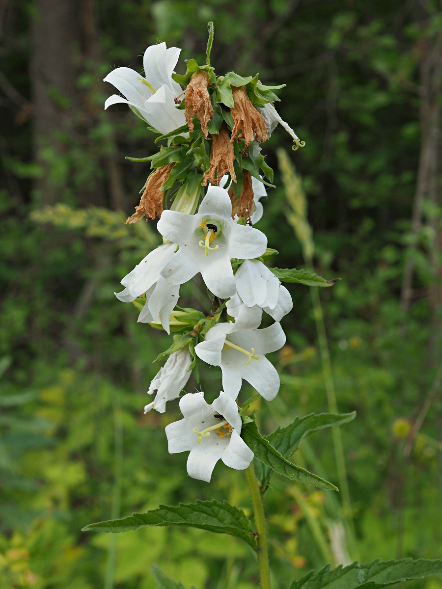 Image of Campanula trachelium specimen.