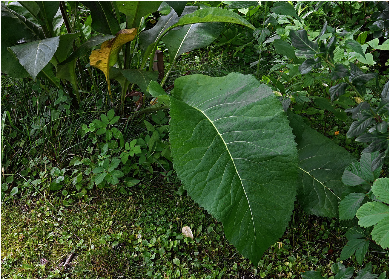 Image of Inula helenium specimen.