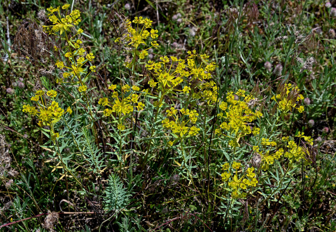 Изображение особи Euphorbia orientalis.