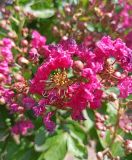 Lagerstroemia indica. Цветок и бутон. Краснодарский край, Туапсинский муниципальный округ, с. Ольгинка. 05.08.2024.