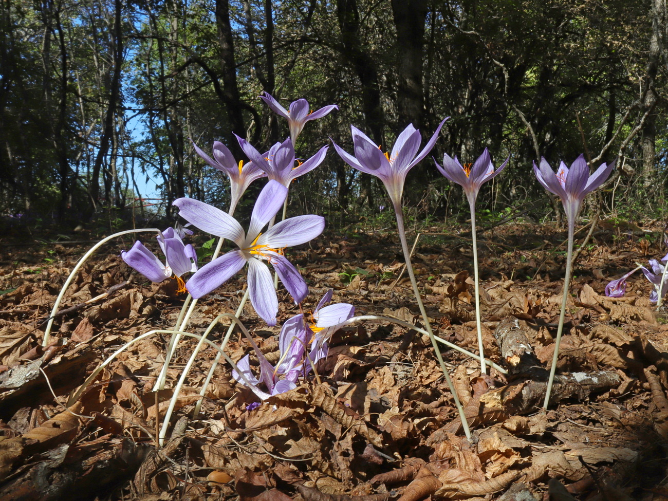 Image of Crocus speciosus specimen.