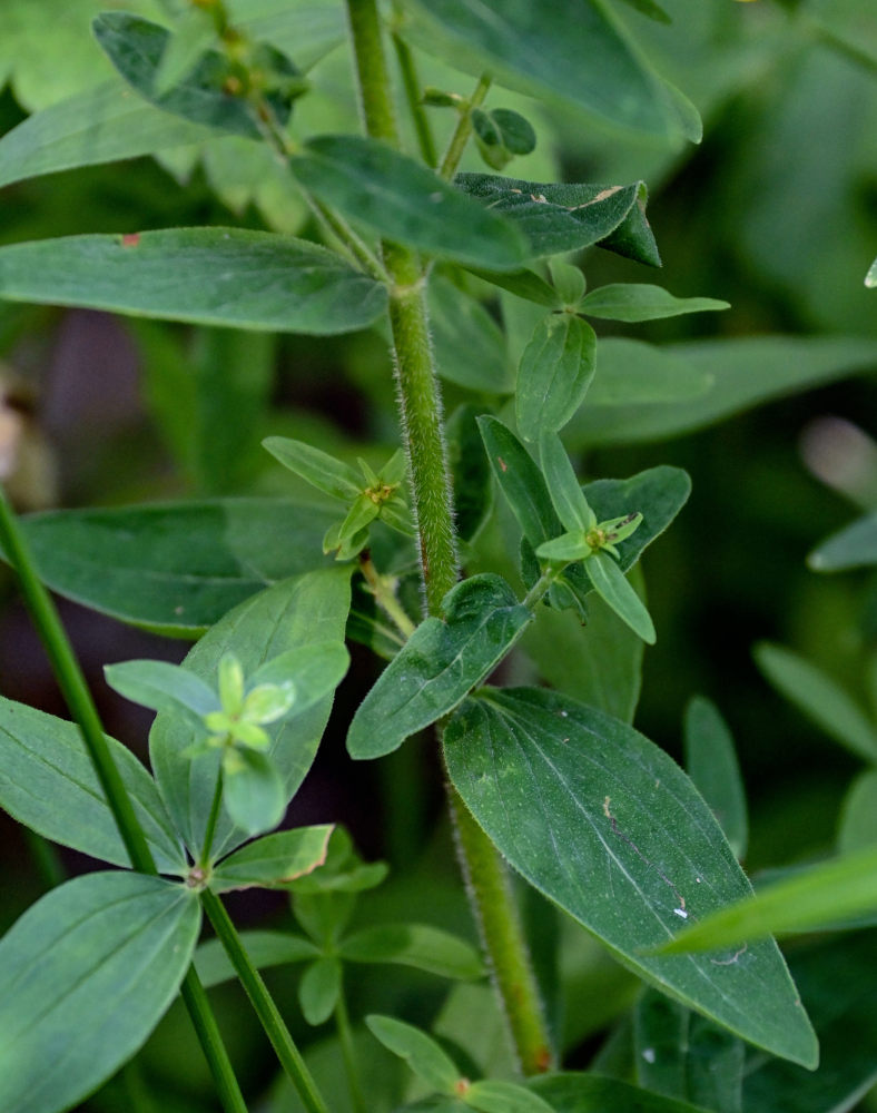 Image of Hypericum hirsutum specimen.