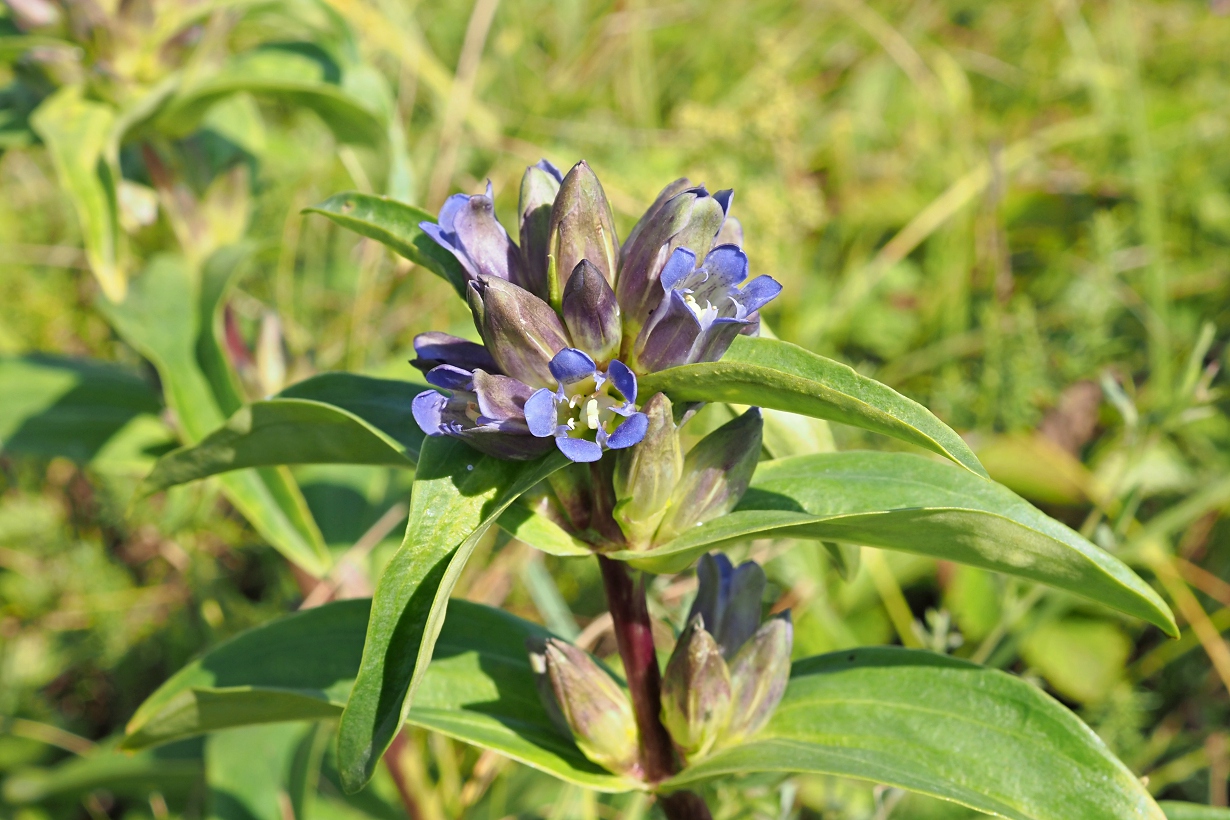 Изображение особи Gentiana cruciata.