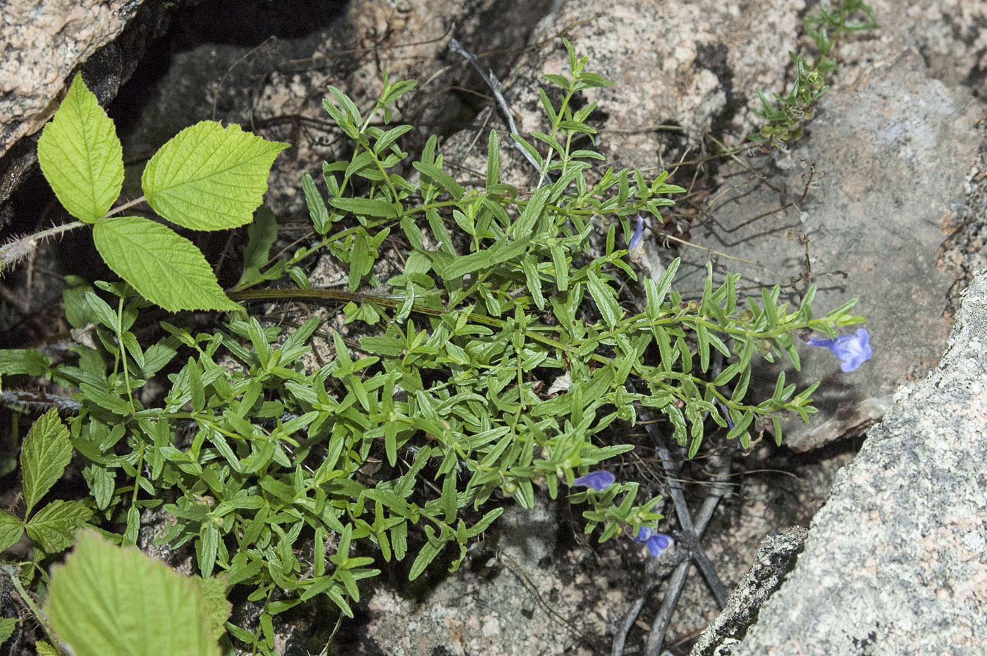 Image of Scutellaria scordiifolia specimen.