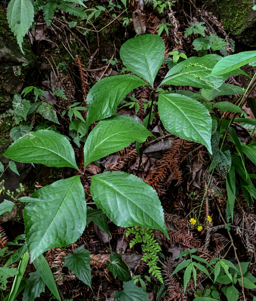 Изображение особи Chloranthus henryi.