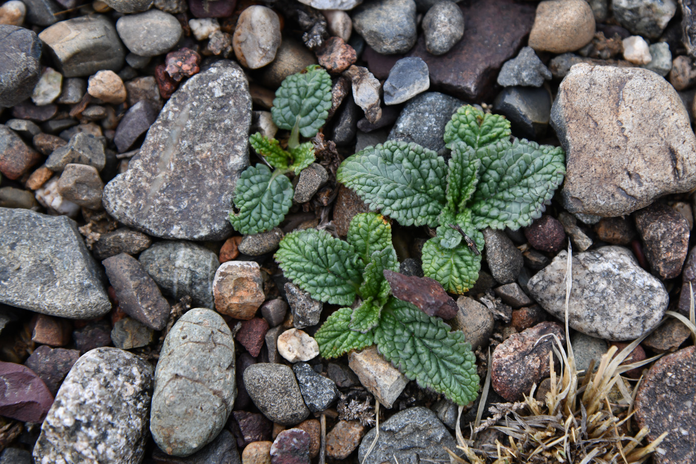 Изображение особи Phlomoides zenaidae.