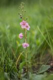 Verbascum phoeniceum