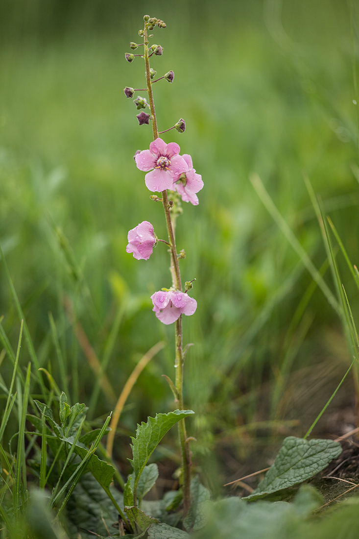 Image of Verbascum phoeniceum specimen.