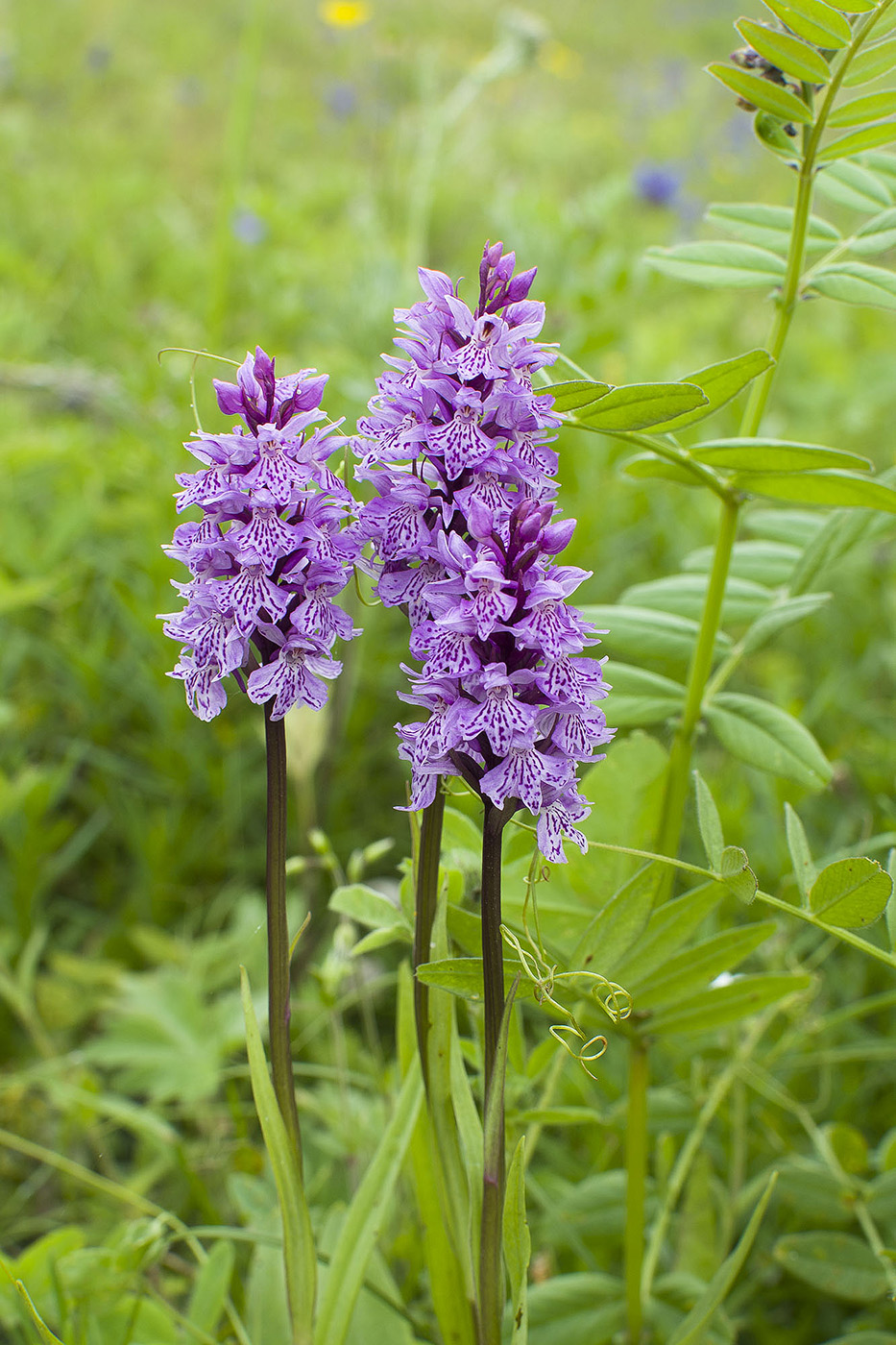 Image of Dactylorhiza fuchsii specimen.