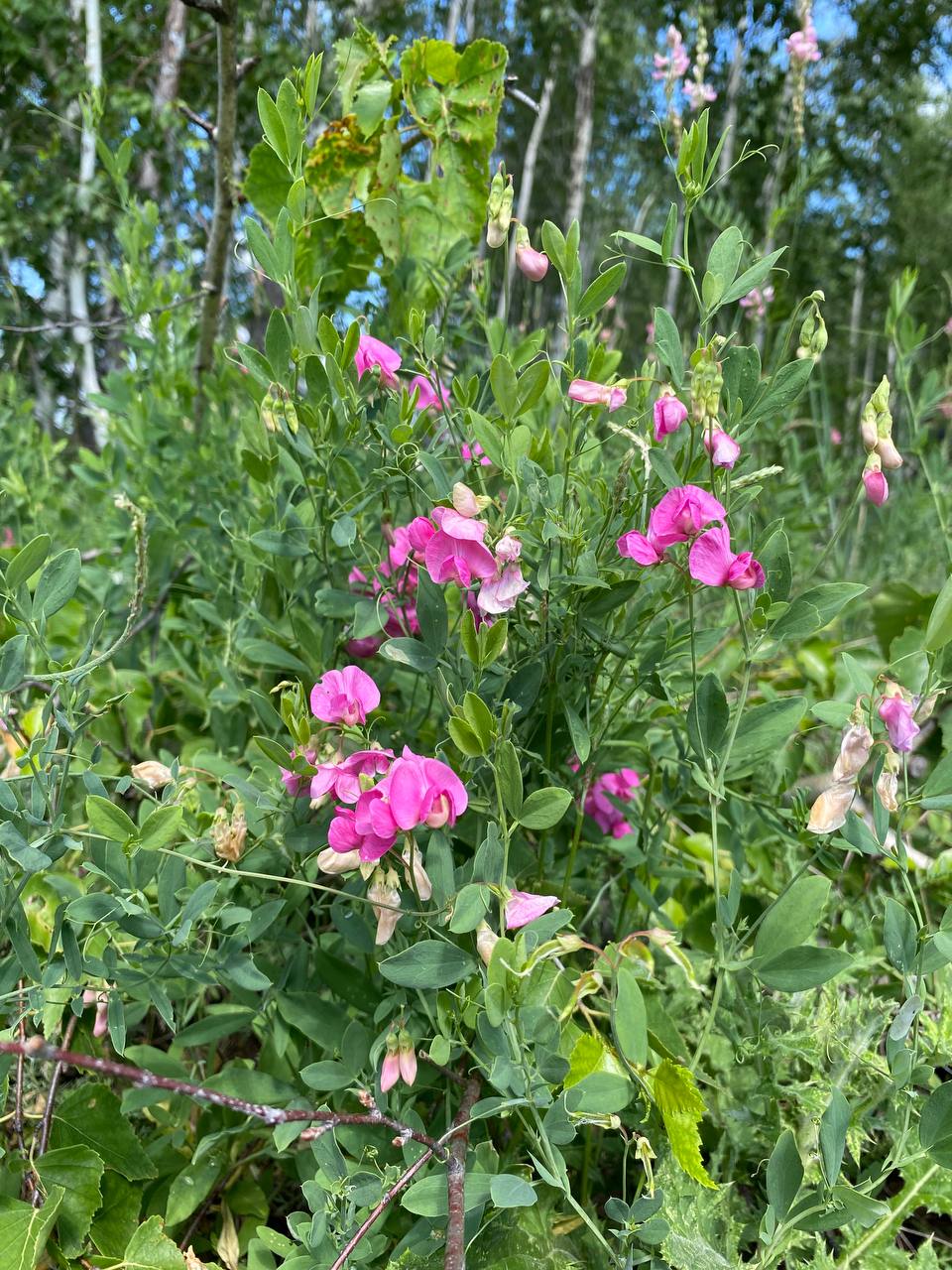 Изображение особи Lathyrus tuberosus.