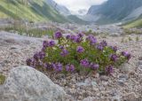 Thymus nummularius