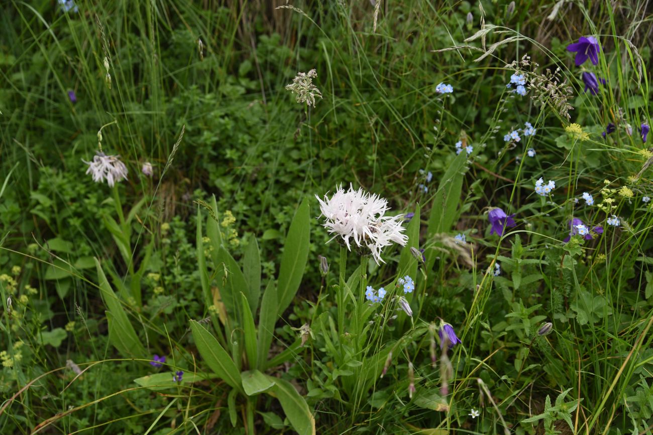 Image of Centaurea cheiranthifolia specimen.