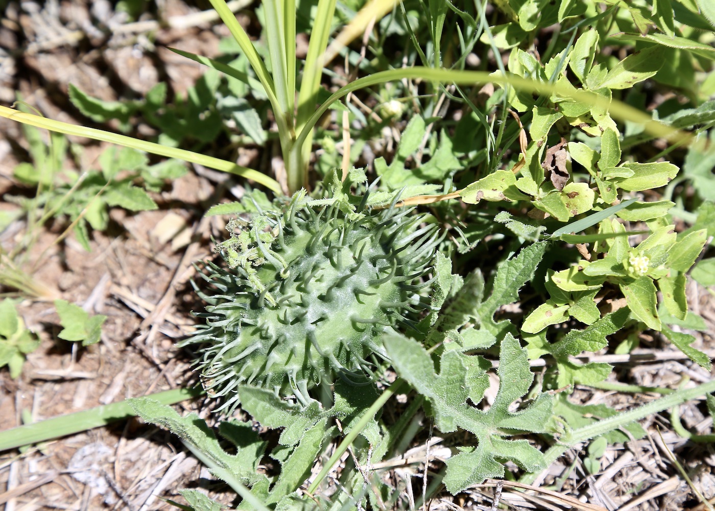 Image of Cucumis zeyheri specimen.
