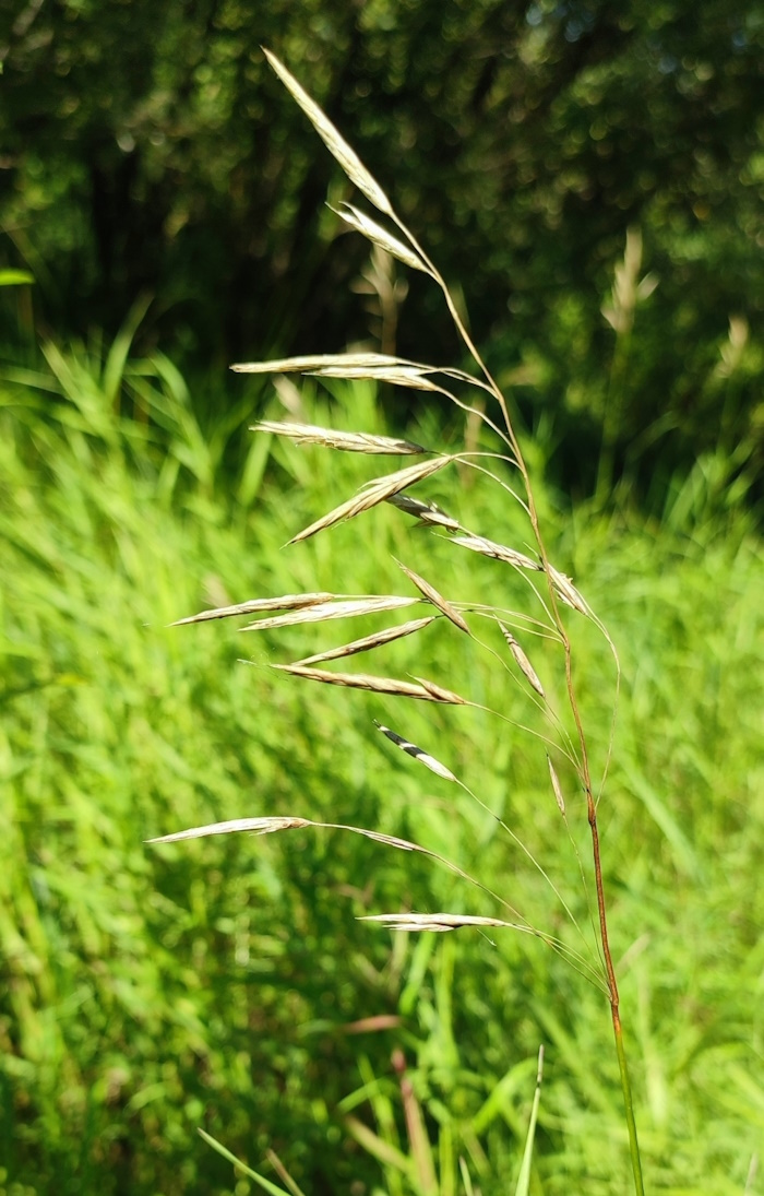 Изображение особи Bromopsis inermis.