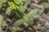 Cruciata laevipes. Часть побега с листьями. Крым, Бахчисарайский р-н, грунтовая дорога в горном лесу в р-не пгт Куйбышево. 18.04.2025.