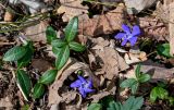 View full-size image Vinca minor