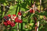 Rubus sanctus. Созревающие плоды. Республика Абхазия, г. Сухум. 25.08.2009.