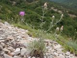 View full-size image Centaurea sarandinakiae