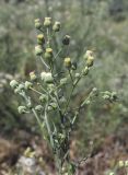View full-size image Conyza bonariensis