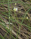 Смотреть изображение Eremogone biebersteinii