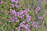 View full-size image genus Thymus