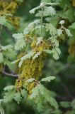 Quercus pubescens. Ветвь с соцветиями. Южный Берег Крыма, Кутлакская бухта. 05.05.2011.