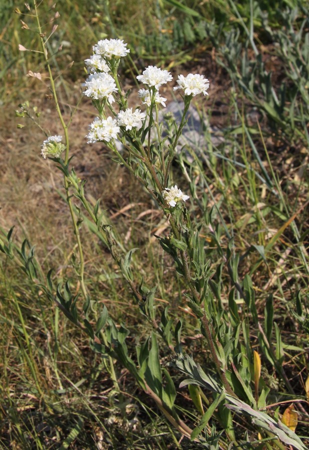 Image of Berteroa incana specimen.