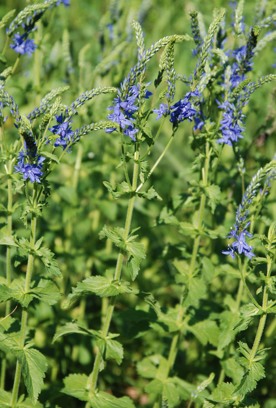 Image of Veronica teucrium specimen.