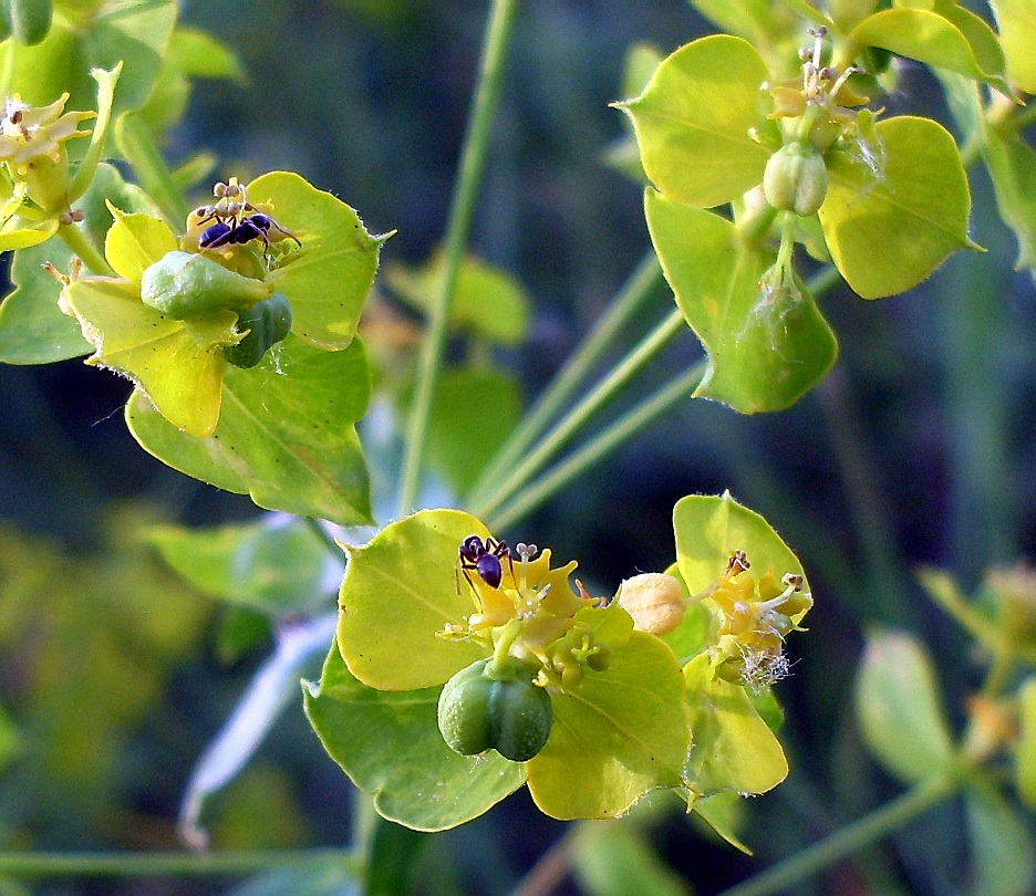 Изображение особи Euphorbia virgata.